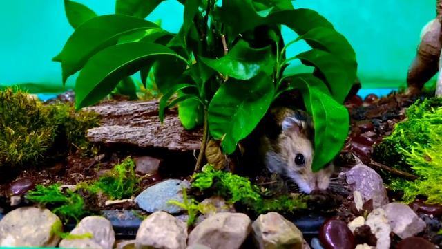 Hamsters Peak & Puck funny mischievous. Хомячки Пик и Пук забавные озорные.