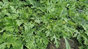 Арбуз 🍉, Грин Джар F1 и Ред Ээвен F1, начало налива.