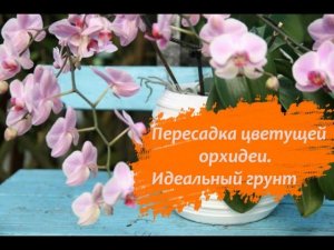 Пересадка орхидеи. Добавляю грунт