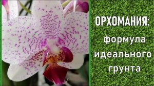 Пересадка Орхидеи Фаленопсис Идеальный Грунт Для Орхидей