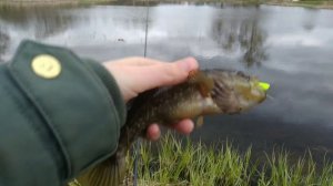 ротан на спиннинг