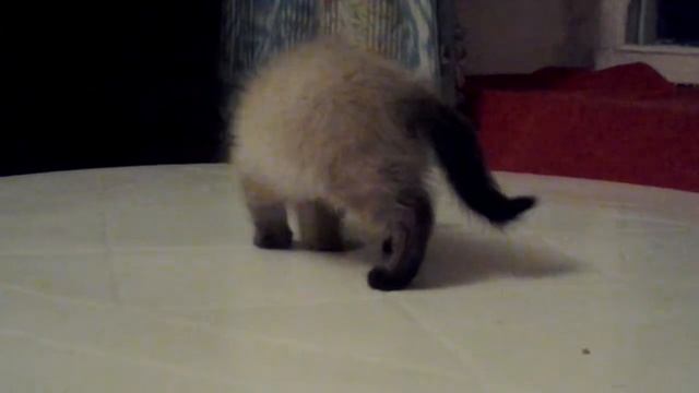 Прикол с крошечной :-)охота на пальцы :-) смотреть онлайн