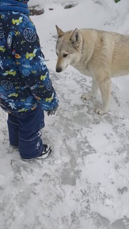 они всё чувствуют