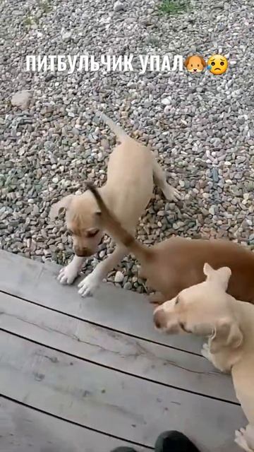 Щенок питбуля упал  питбулиdragonlife питбульграф питбулиагопа  dragonlife щенок