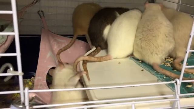 trim F4F67842 6C52 4CD0 A57E D28768036EC0 смотреть онлайн