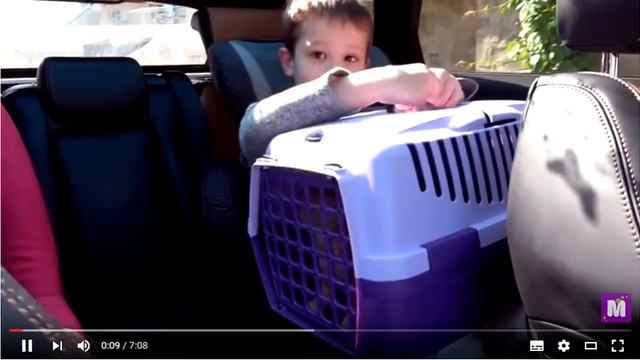 Кошечка Мурка ведём котёнка к ветеринару в клинику для животных ВЛОГ Cat In Animal Clinic Mister Ma