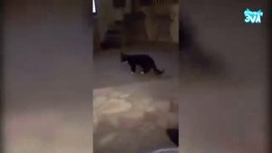 Приколы с котами тест на психушку