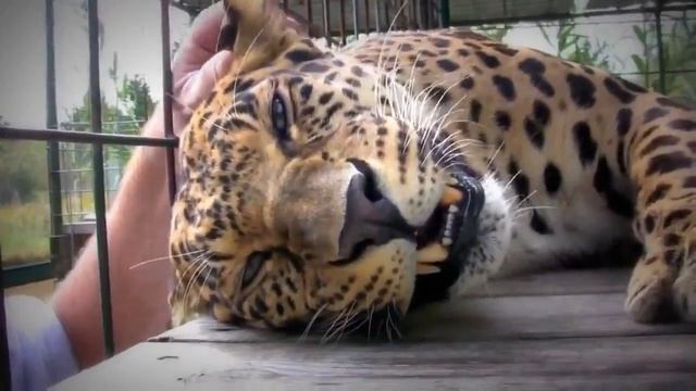 Прикольные Видео: Мурлыкающий леопард смотреть онлайн