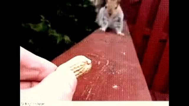 Подборка приколов про чудачество животных. Забавные животные и белки смотреть онлайн