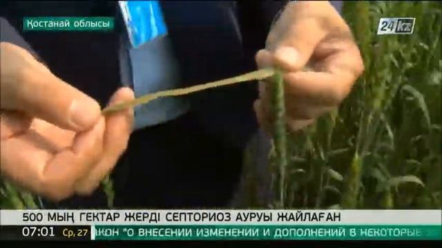 Қостанай облысында 500 мың гектар жерді септориоз ауруы жайлаған
