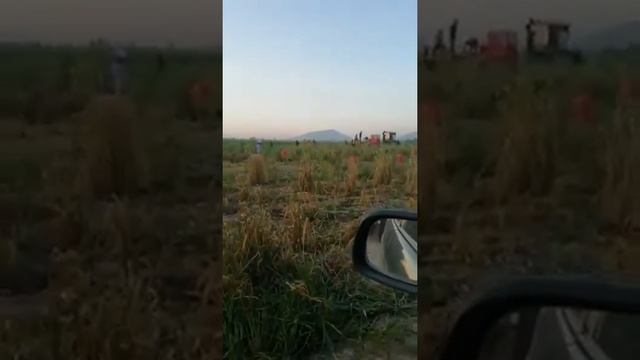 Сари замин Копчай пёз 15 сомони 11 05 2020