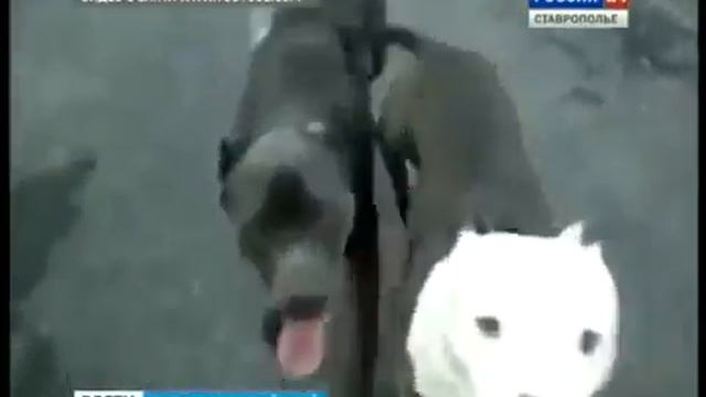 Комментарий кинолога ПАСС СК смотреть онлайн