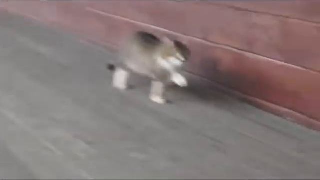 Кот солдат.прикол смотреть онлайн