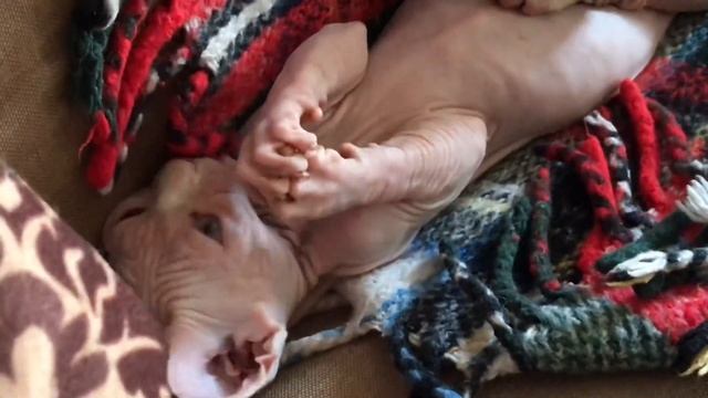 Милое видео с котиками | Отец котят ведёт себя, как мама смотреть онлайн