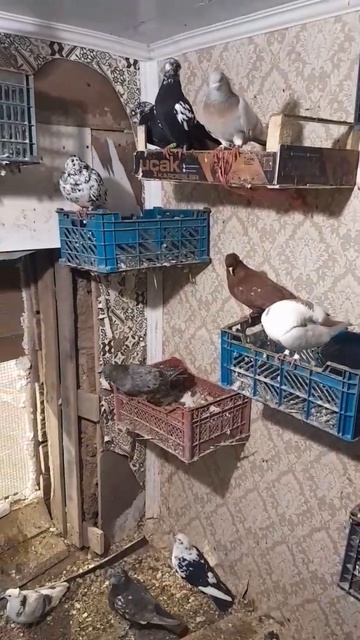 #моя коллекция #голубей смотреть онлайн