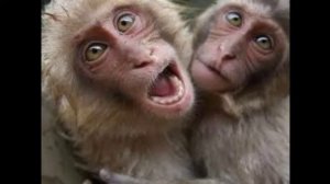 Про обезьян: Макака на Бали сделала селфи / Смотреть смешное про обезьян