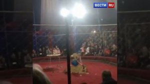 Львица напала на ребенка в передвижном цирке - шапито на Кубани.