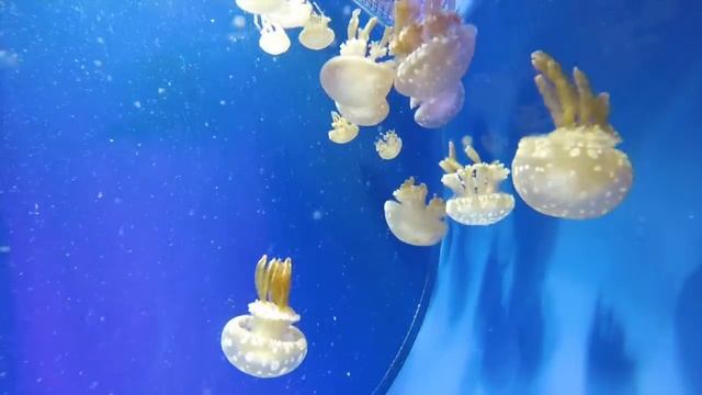 Какого Арсения #27 смотреть онлайн