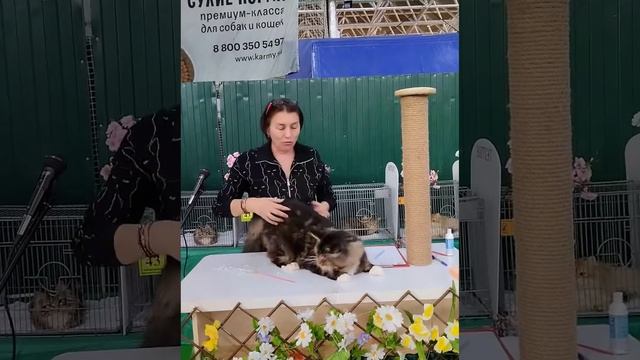 ANiTaCoon Titan (Титан).Международная выставка кошек  9-10 марта 2024 г в городе Екатеринбурге.