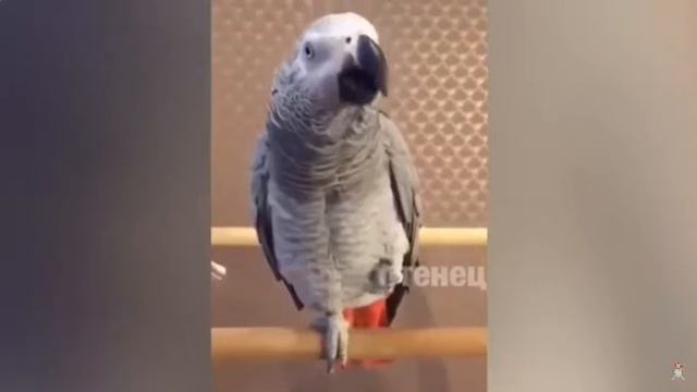 ПРИКОЛЫ смотреть онлайн