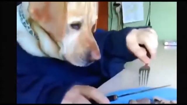 ПОП Приколы на You Tube смотреть онлайн