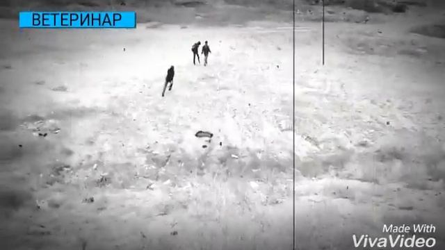 Ветеринар трейллер смотреть онлайн