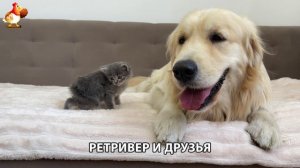 Золотистый ретривер и его друзья милые питомцы 🐕 выпуск (79)