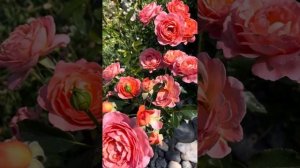 Пінк Абунданс. (Pink Abundance) троянда флорібунда, Harkness Великобританія, 1999р@СвітРоузГарден