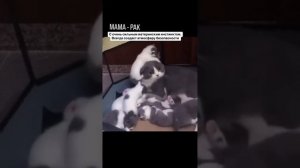Какая вы мама по знаку зодиака😎