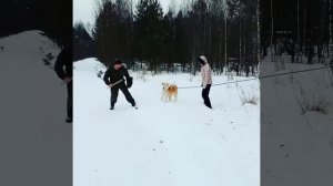 Японская Акита Ину .