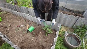 Высадка рассады в теплицу..ПОМИДОРЫ ОГУРЦЫ..30,апреля..Температура в теплице +15..