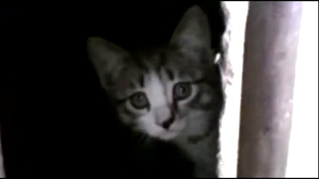 Кот шпион наблюдает из укрытия прикол и ржака смотреть онлайн