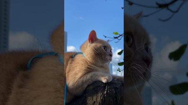 ТОП 5 ЛУЧШИХ АНЕКДОТОВ ПРО ВОВОЧКУ #анекдот #кот #юмор #прикол смотреть онлайн