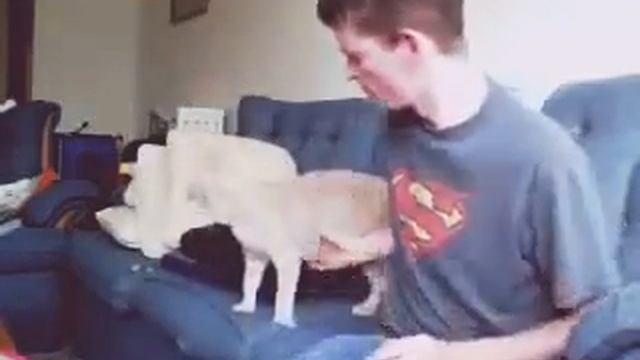 ПСИХ КОТ ПСИХ ЗЛОСТЬ ПРИКОЛ РЖАЧ смотреть онлайн