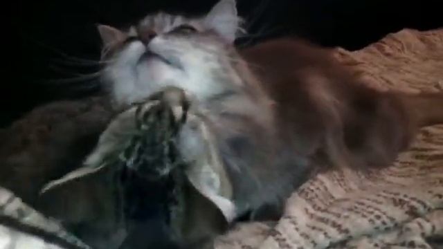 Няшный котик смотреть онлайн