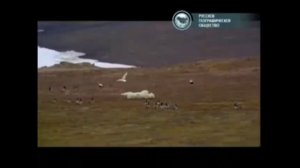 Анимация логотипа (Моя планета, 10.06.2012-06.06.2014)