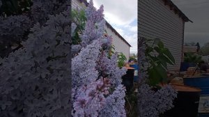 СИРЕНЬ за окном