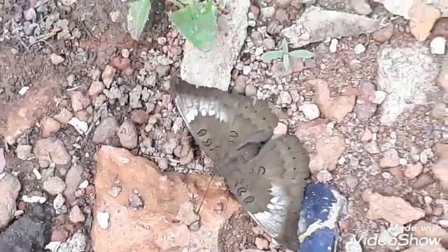 Euthalia aconthea, the Common Baron. смотреть онлайн