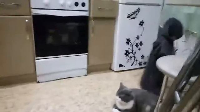 Купили обезьянку