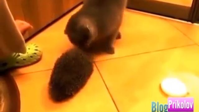 Самые смешные приколы про кошек