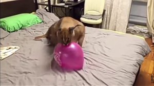 шлёпа лопает шарики