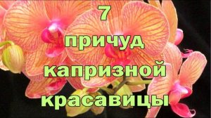 Что Любит Орхидея Фаленопсис Семь Советов Орхомана