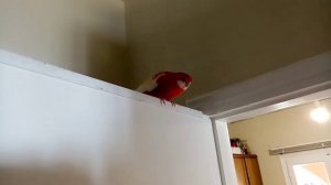 Смешные моменты про той-пуделя. Робот Macrobot.