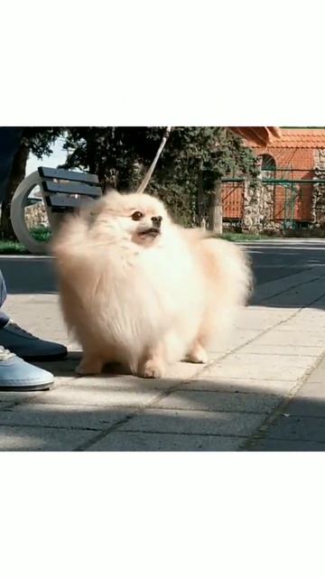 Померанские шпицы. Девочка и мальчик. +79180691631 WhatsApp.#померанскийщпиц #щенкишпица #pomerania смотреть онлайн