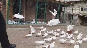 Бакинские шейки Джалилова Эльшада!
