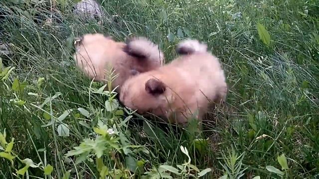 Щенки Шпицов смотреть онлайн