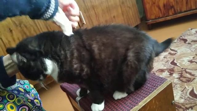 Как Мурка любит расчёсываться смотреть онлайн