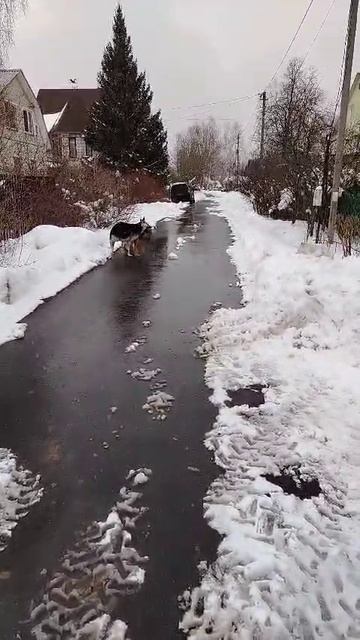 ВЕО Валентлайф Шэльдарион, 8,5 мес. Встречает дедушку. ВЫ тоже заходите, ЕСЛИ ЧЁ.