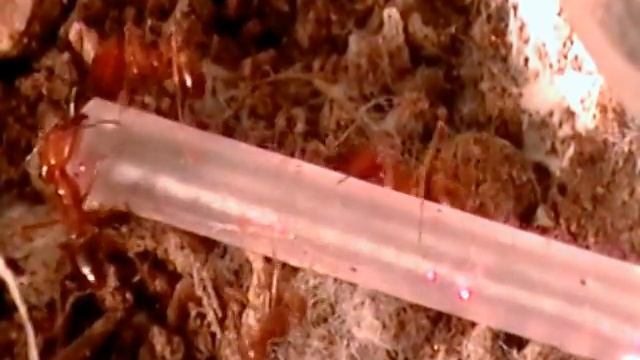 Pheidole Vistana Ants Have Super Strength смотреть онлайн