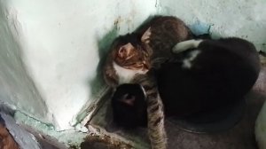 котейки на печке отдыхают